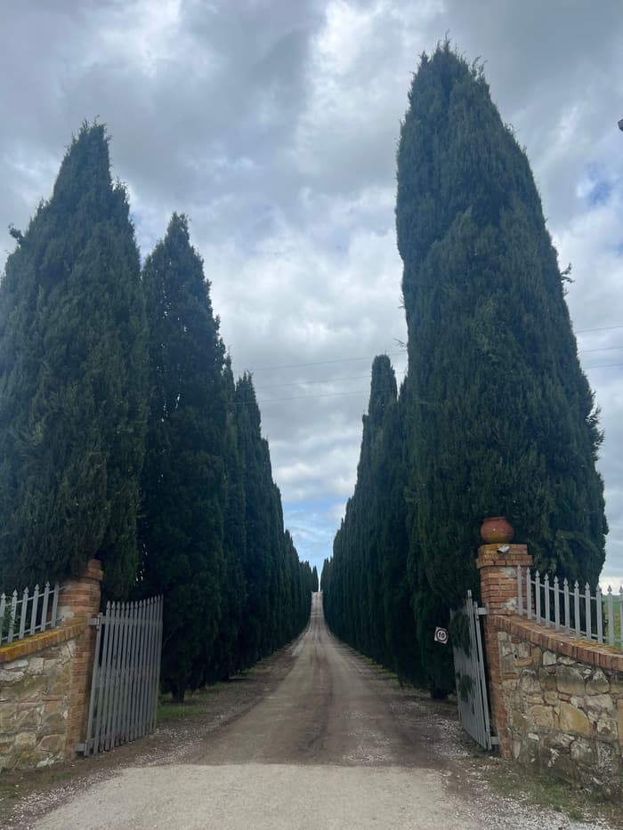 A gated avenue running away between two lines of cypresses