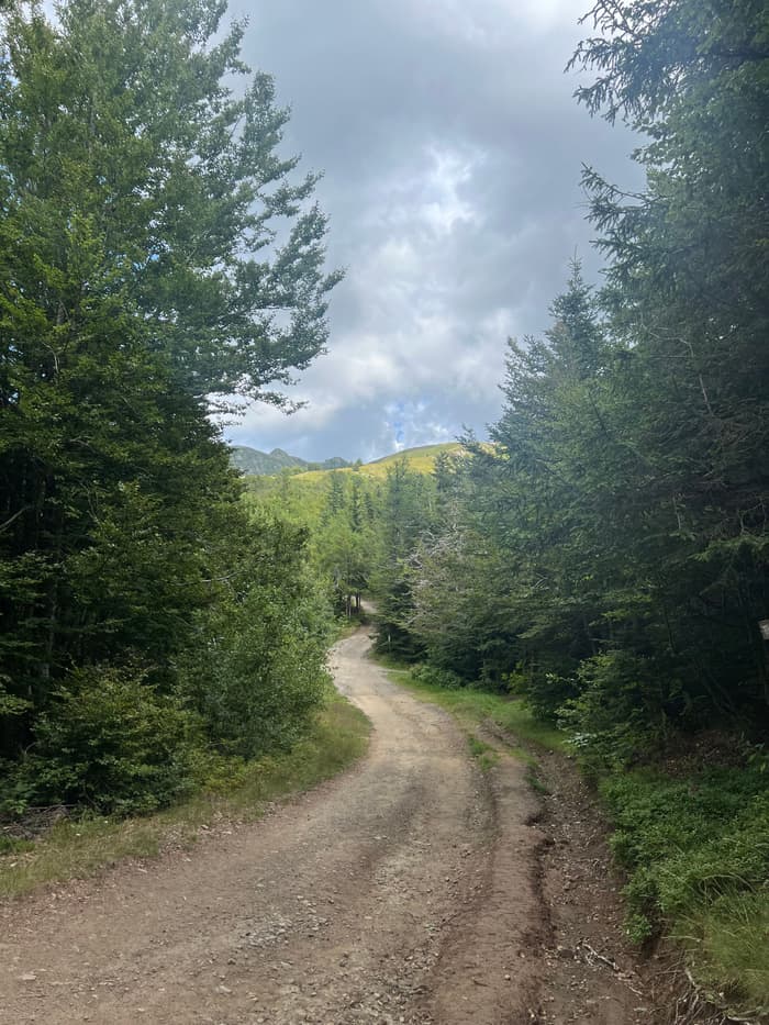 An unpaved track curving up through woodland toward open hillside